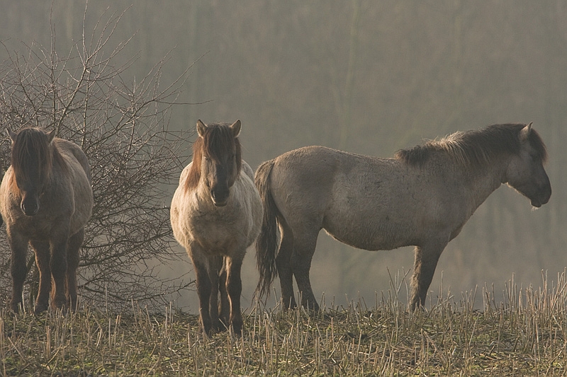 Equus ferus Konik Konik Horse